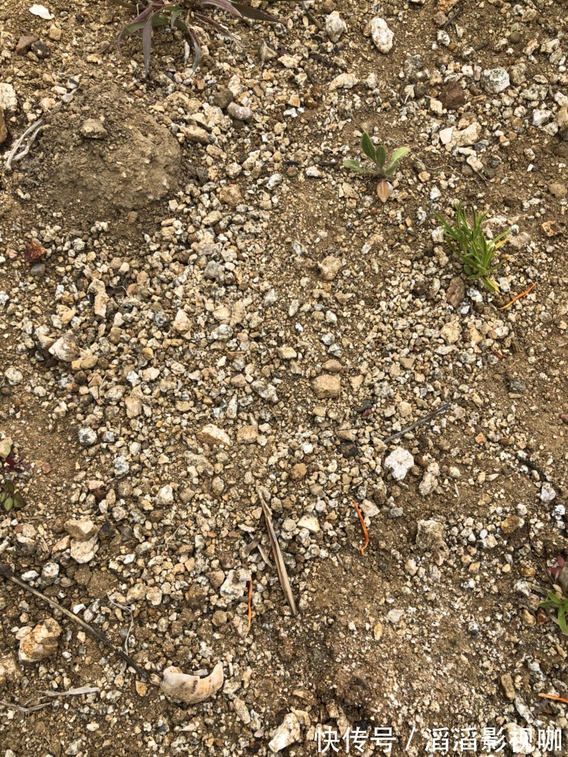 养花一定要会养根,根系长得壮,植物才有精神