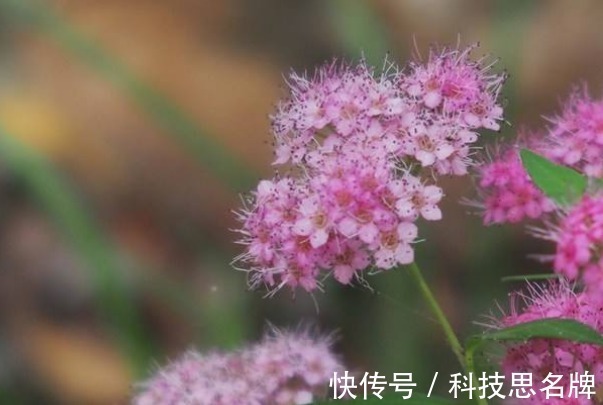 表白|此花的花语是热烈想念、一往情深,很适合表白,含蓄又不失真心!