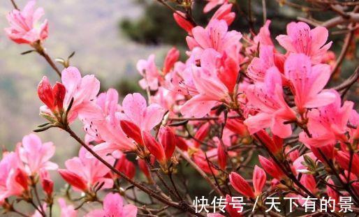 碧桃|农历7月18号起,最适合养这些花,花芽呼呼钻,烂漫迷人眼