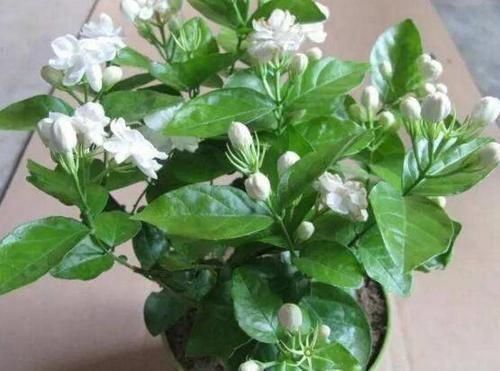 最厉害的养花营养液给茉莉花喝一勺，四季油绿，花开洁白