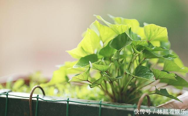 红薯|秋天剪下1根红薯藤，插盆土里，一个冬天吃不完，收获一茬又一茬