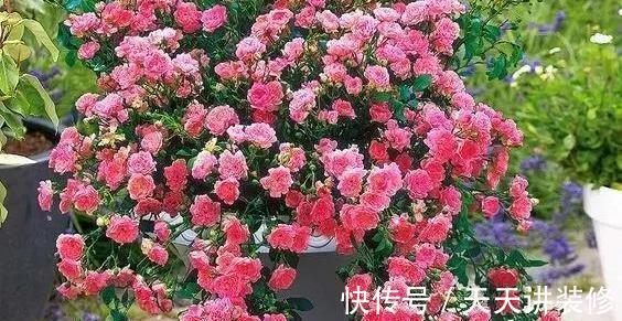 微月|在阳台上打造出一个月季小花园,距离你很近,做好4个方面就行