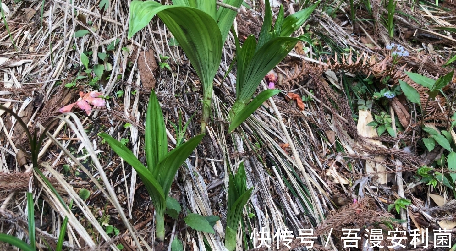 黎芦|“藜芦”山里很常见，是有毒的药用植物！生活在农村有必要认识