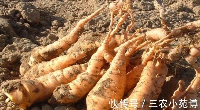 野草|俗称''小鸡喝酒'',头似喇叭,价值珍贵,如今一斤40成摇钱树