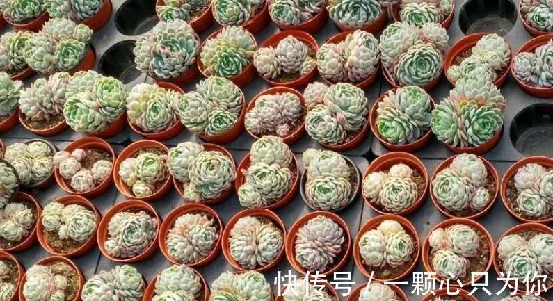 刚买的多肉植物怎么养才不会死,你需要做好这几件事