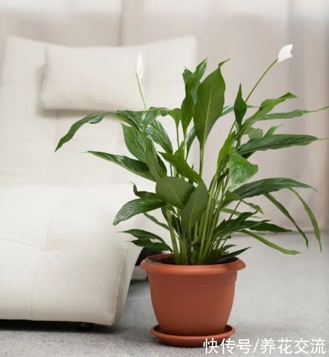 室内盆土结块怎么办？除了换土，还有这些办法可解决