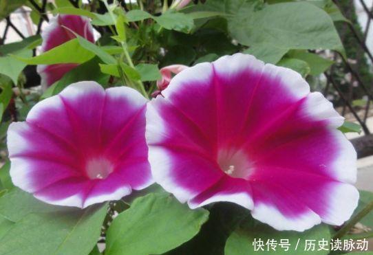 4种花是“开花大户”，一次开放100朵，花色繁多易爆盆，娇艳欲滴