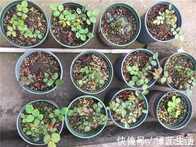 生根|扦插最佳时期到了，有这花赶紧插，沾土就能活！