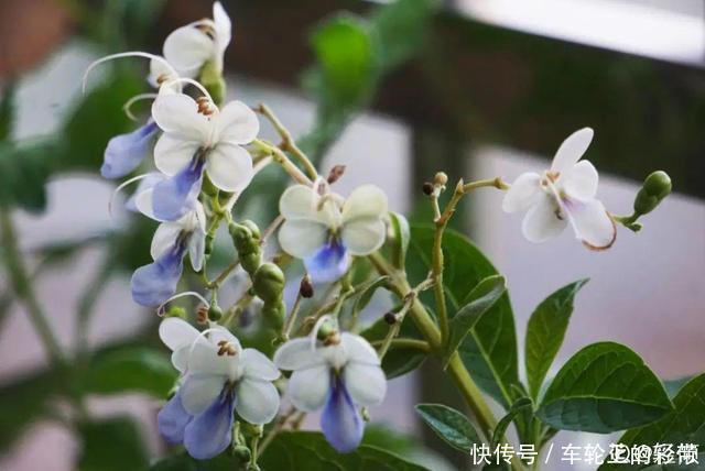 吊兰长满小金鱼,养上5年,越养越上瘾!