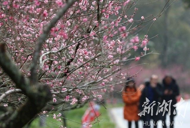 湖南日报｜张家界乡村旅游点接待人数大幅上涨