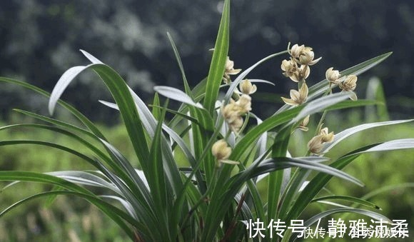 养兰您得学会识别能开花的兰株，否则入不了门