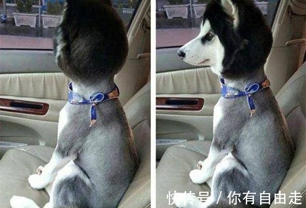 |搞笑段子:不怕猪一样的队友,就怕猪一样的对手!