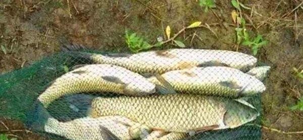 钓鱼技巧：鲜为人知的钓鱼冷知识，看似没用，其实影响了渔获量