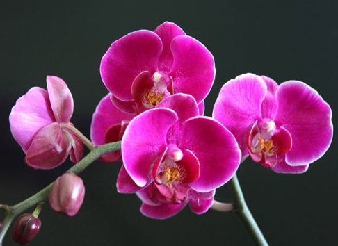 养花就养个花期长的,花香怡人,花朵粉嫩丰腴,绚丽夺目