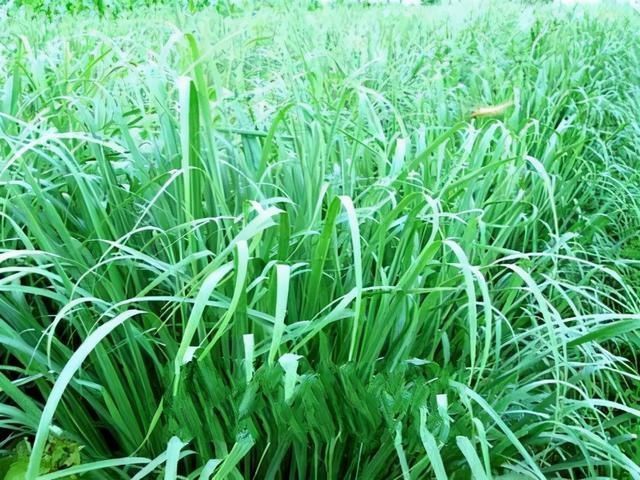 野草|农村一种“香茅草”，以前人们把当它害草，殊不知煮肉可回味提鲜