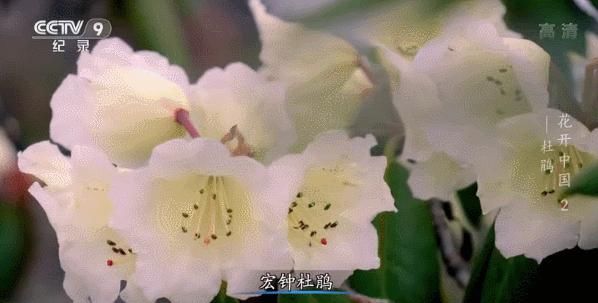 白居易：芙蓉芍药都是丑花！