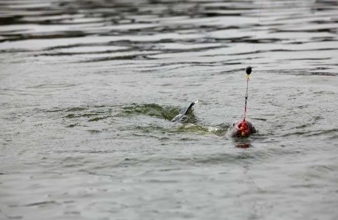 压箱底的漂调钓技巧，野外调漂相当容易搞定！
