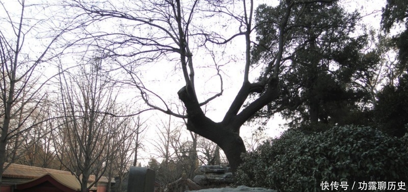 罪槐|崇祯帝自缢处,为得民心,将崇祯自缢的老槐树定名为“罪槐”