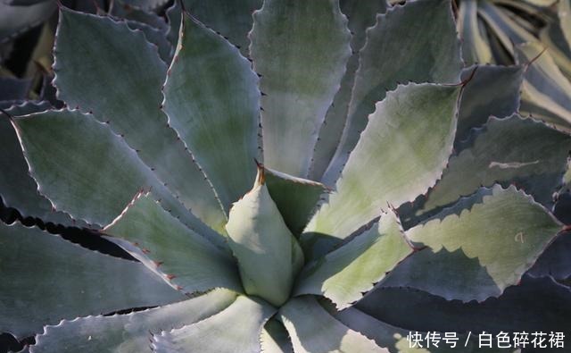 龙舌兰科|春天养龙舌兰,只需做1件事,一盆变多盆,很快成龙舌兰“大户”