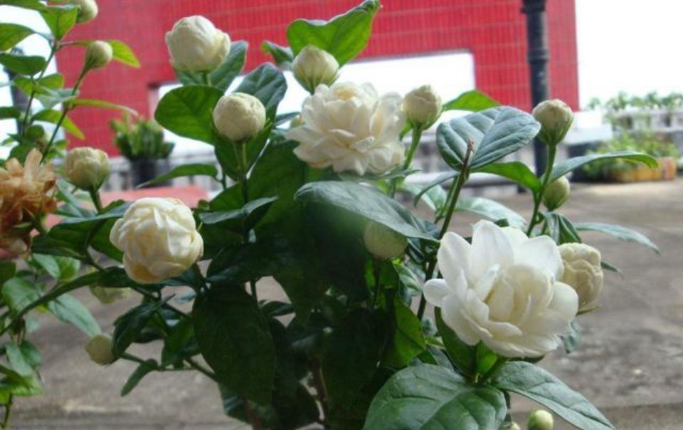 茉莉花|茉莉中的极品,比栀子香10倍,庭院养一株,香飘满园,不种后悔
