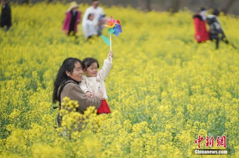 老年|云南昆明：市民油菜花海找春天