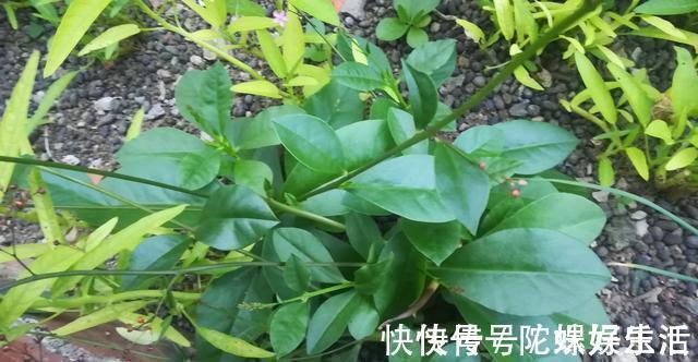 人参菜|土人参具有滋补强壮和清热解毒之功效嫩芽可食