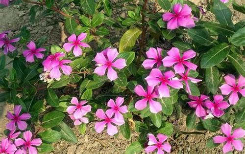 养花花就养耐看的，花开量大，花朵美丽，一养就爆盆