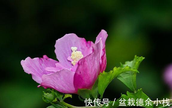 34种常见花草耐冻极限温度,哪些该搬到室内养,一清二楚