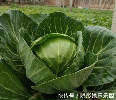 孢子甘蓝|女性不想变老,三种食物经常吃,排毒养颜、延缓衰老,早吃早好