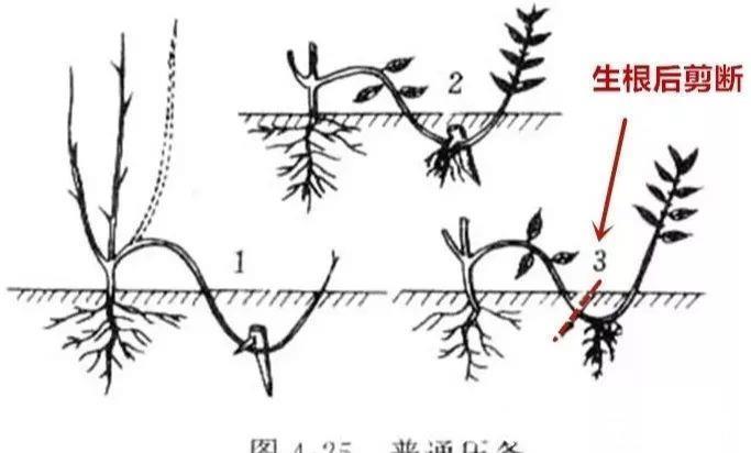 压条|养花技巧：给花切个小口子，埋土里100%生根，根本不用扦插！