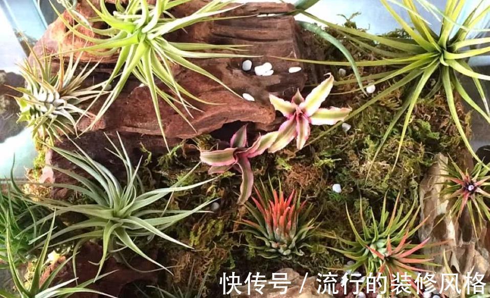 养花|没有花盆,怎么养花?解决方法有3种,你知道吗?