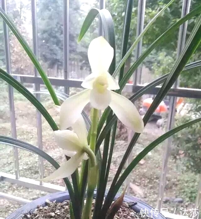 花迷|它是兰花界的“牛奶花”，花大如盆，温润如玉，再过百年依旧经典