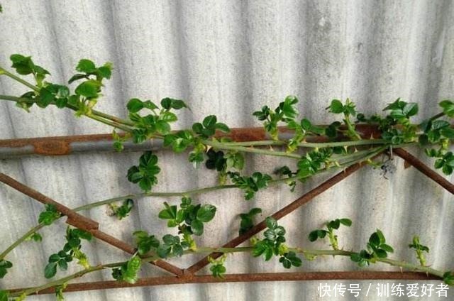 月季呼呼“冒笋芽”,4招护理好,条条枝粗壮,开花成倍翻!