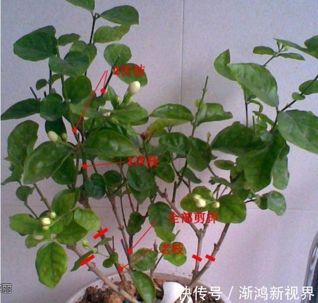 浇水|大爷养茉莉花20年,身高2米花满枝头,请教过后才知他是这么养的