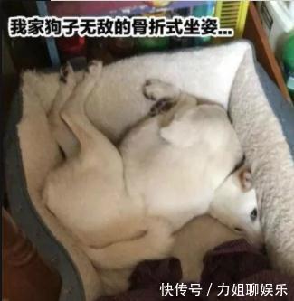 |搞笑段子:今天一大早,宿舍一姑娘说:我决定今天不叠被子了