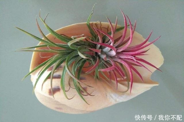 净化|最适合养在卫生间的花，一盆就能净化空气，赶紧养起来啦！