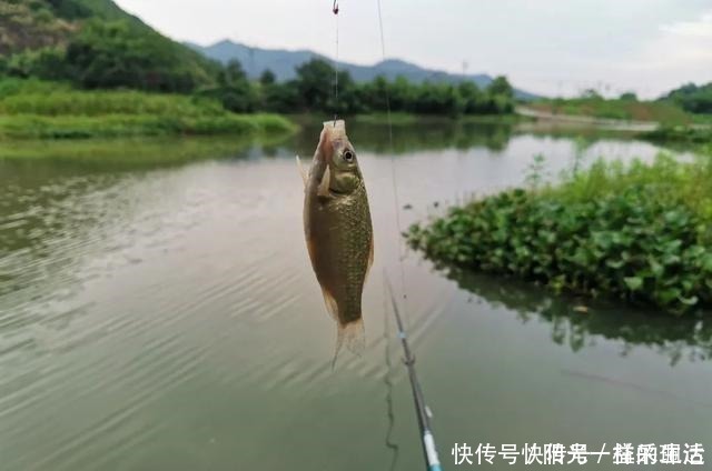 浅水|夏季野钓该钓远还是钓近了解鱼儿一日三迁，鱼竿长短好选择