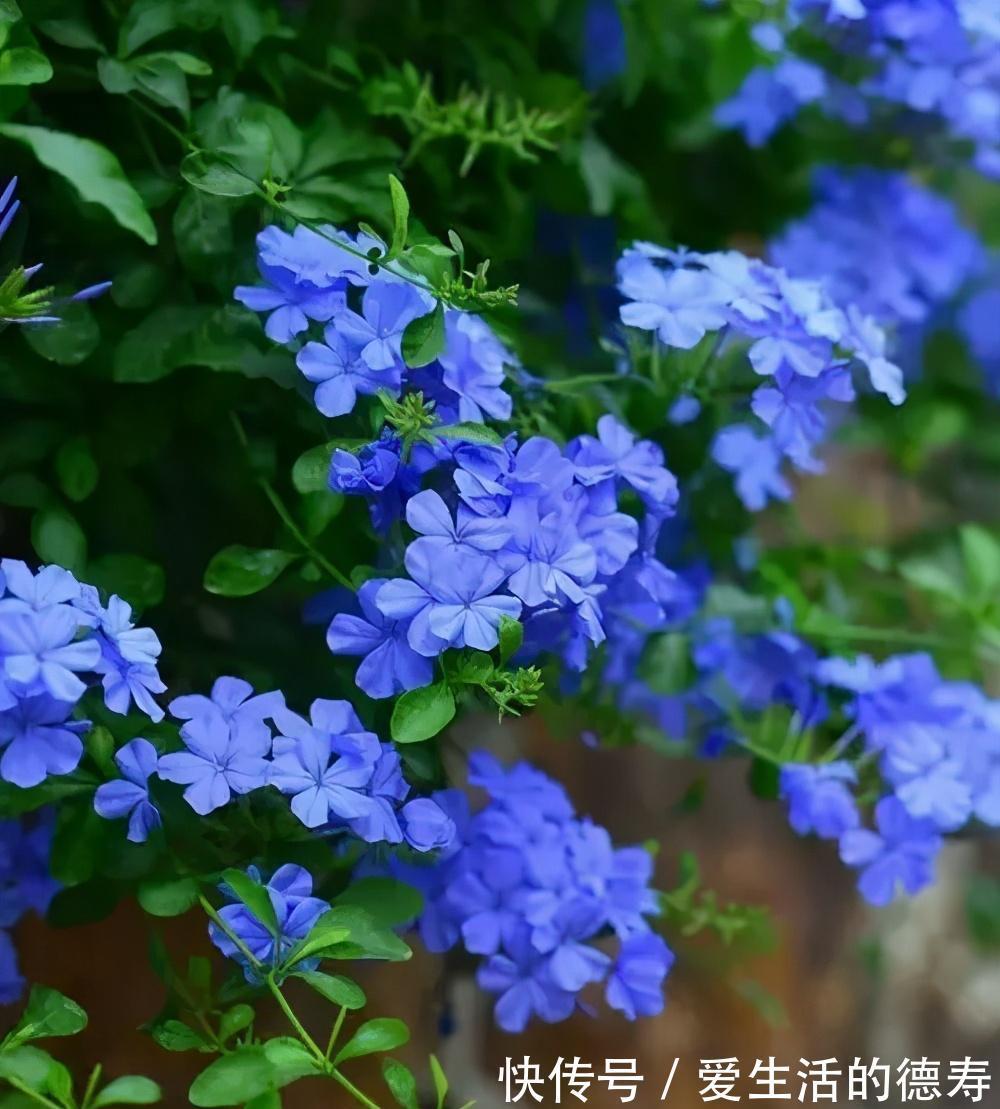 甜蜜红木香|7月逛花市，遇到3种花赶紧带回家，长势旺开花美，绽放整个夏天