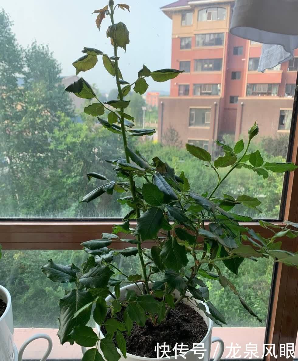 月季小苗怎么养？有2个小方法，顺利养到枝繁叶茂花开满枝