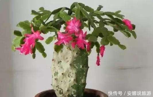 蟹爪兰嫁接仙人掌有什么好处,嫁接时需要注意什么