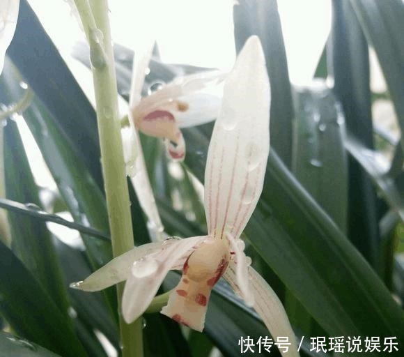 兰花不开花,反而焦叶,几个办法瞬间绿油油