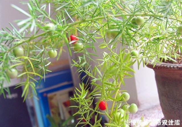 天门冬|武竹还真有这个品种，种出来比文竹还美