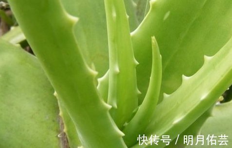 糖尿病患者|女性想瘦身,多吃四种食物,排毒抗衰,养护肌肤,皮肤越来越好