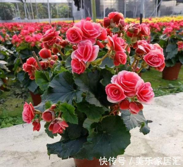 公认难养的3种花,老花匠都后悔了,买一盆死一盆,新手慎养