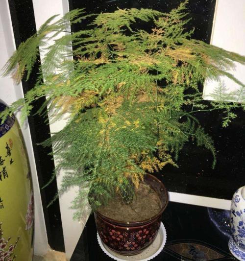 文竹黄叶不要慌,这“3种”物品,兑水浇盆里,黄叶全不见!