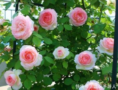 成活率|扦插月季花,想要提高成活率,最好知道“这些事”