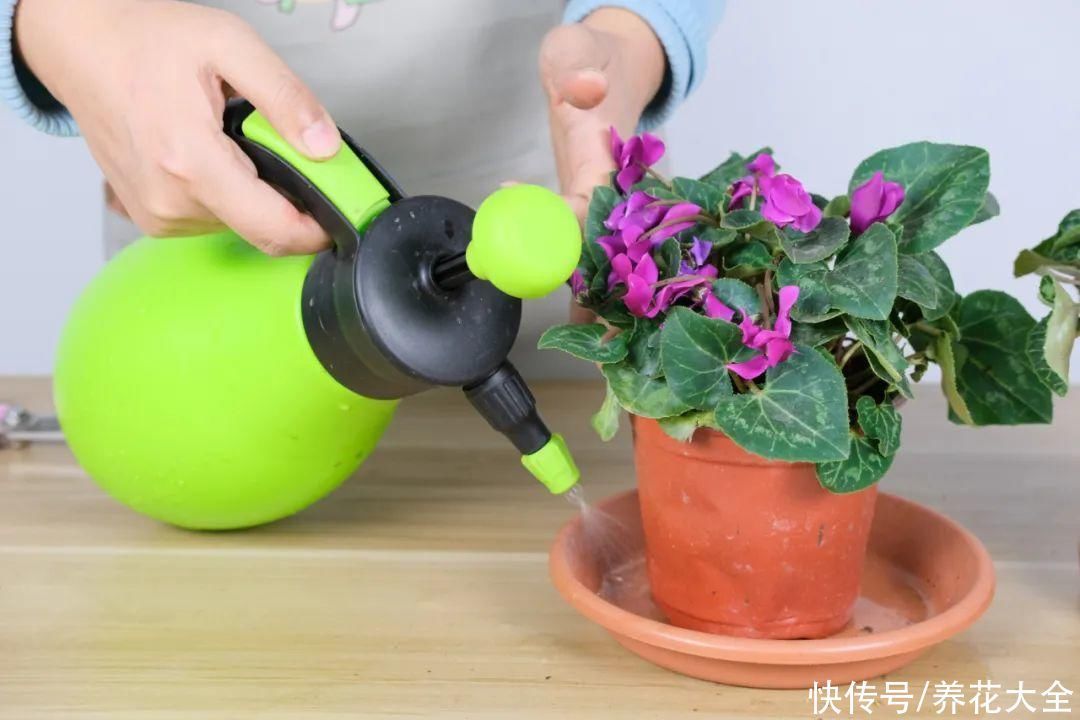 浇水|9种花,夏天休眠了,一定少浇水,否则越浇越死