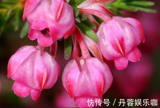 家里养此款花卉,便宜又好养,花朵美艳迷人,养在家中香飘满屋