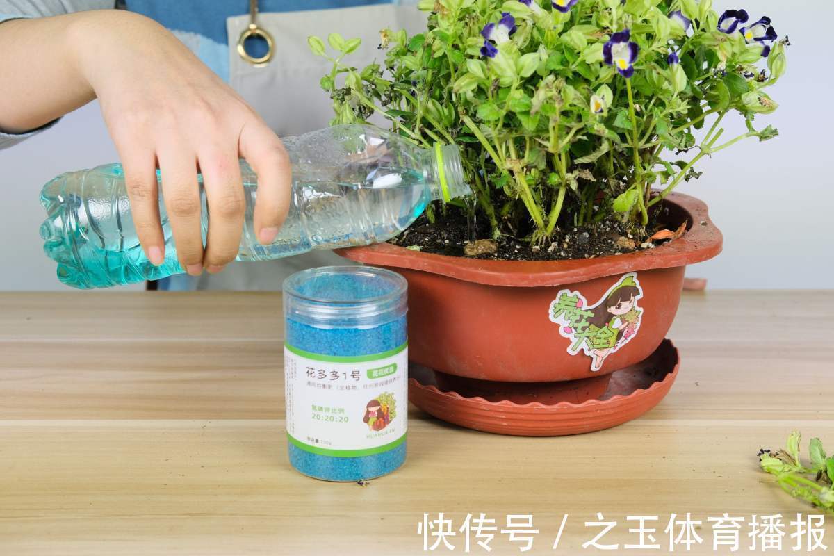 教你一些浇水的方法,从此浇花不再盲目,花长得又快又旺!