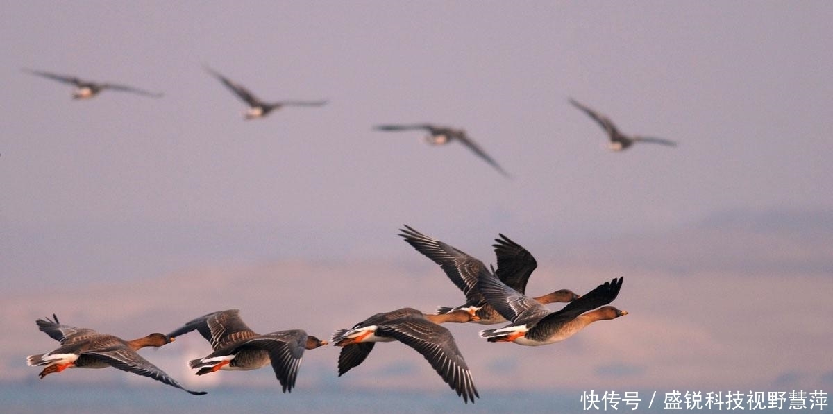 花荣射雁为什么选第三只?暗示他“射死晁盖”?